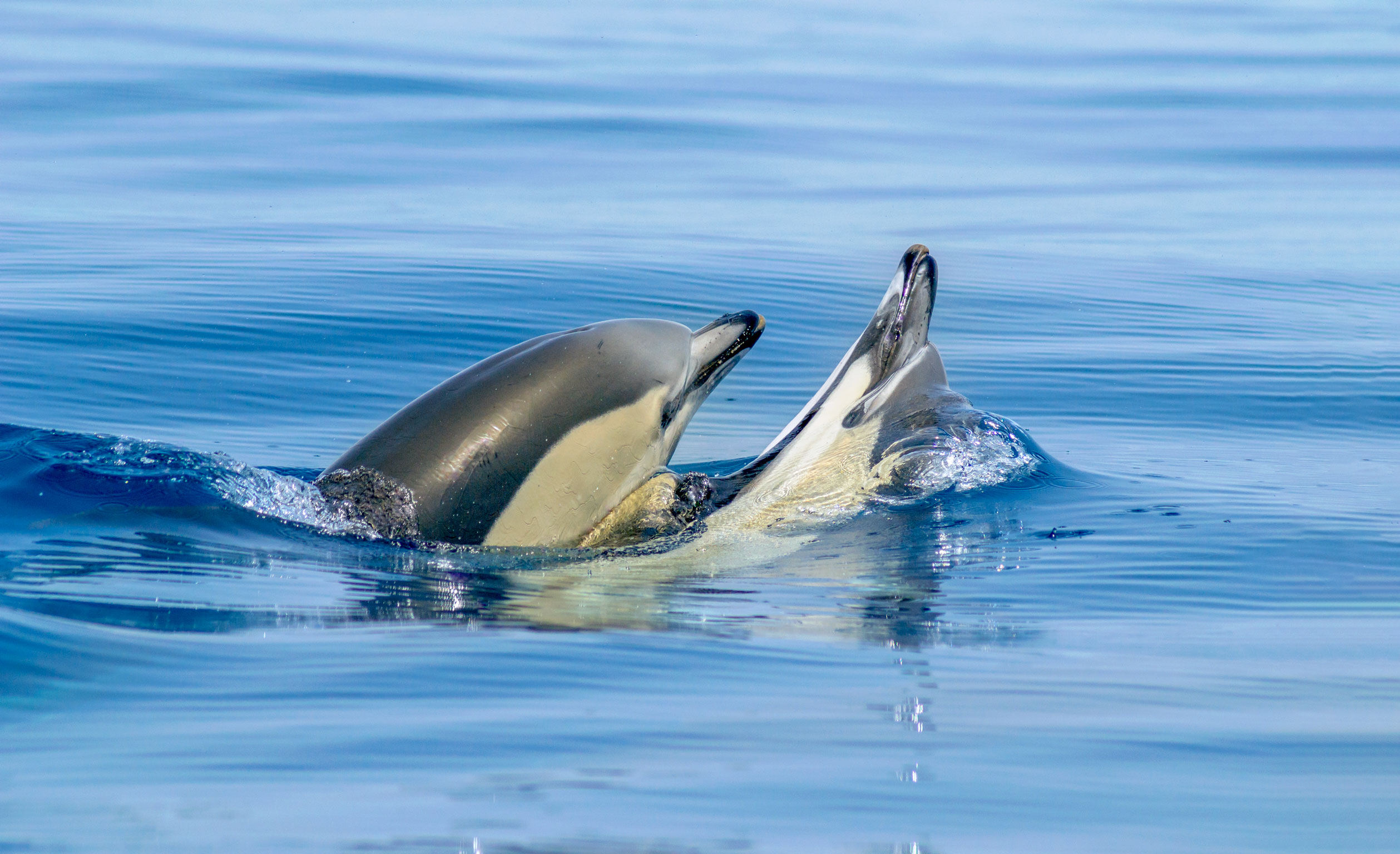 Dolphins and Benagil Caves Boat Tour Algarve
