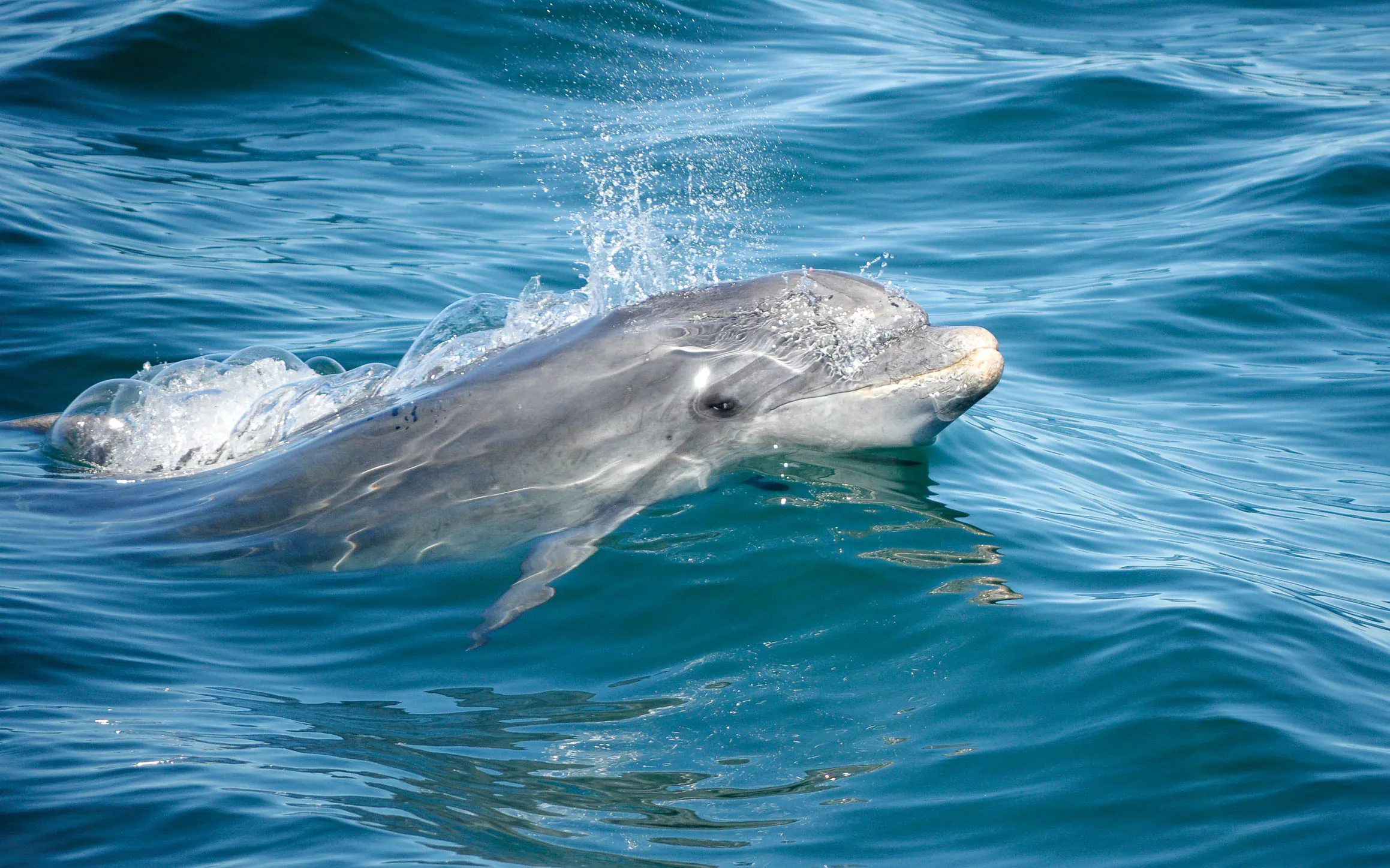Exclusive Dolphin Watching Albufeira Private Tour